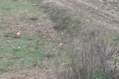 Çiftçinin kurtla ilginç diyaloğu kamerada