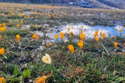 Çiğdemlerin açtığı Bartlı Yaylası’nda görsel şölen