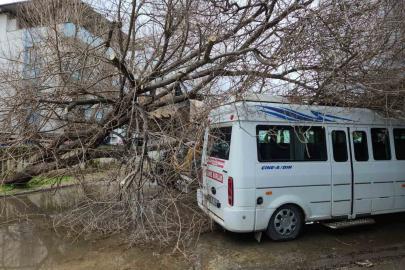 Çine’de dut ağacı minibüsün üstüne devrildi