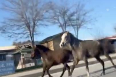 Çorum’da başıboş atlar trafiği tehlikeye attı: O anlar kamerada