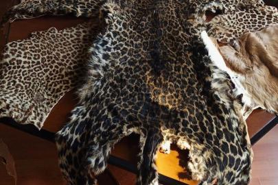 Çukurova Uluslararası Havalimanı’nda leopar postu ve baykuş gözü ele geçirildi
