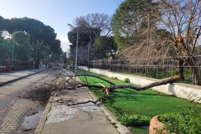 Çürüyen ağaç yola devrildi, facia ucuz atlatıldı