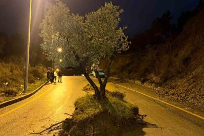 Dağdan kopan zeytin ağacı karayolunu ikiye böldü