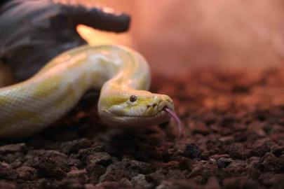 Denizli’de el konulan nesli tehlike altındaki piton Konya’da koruma altına alındı