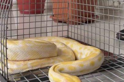 Denizli’de gösteride kullanılan nesli tehlike altındaki piton koruma altına alındı