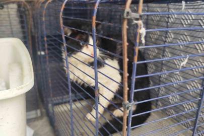 Derede mahsur kalan kedi kurtarıldı