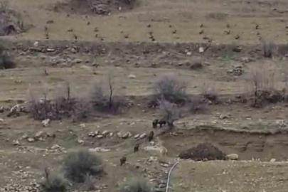 Diyarbakır’da domuz sürüsü yerleşim yerine indi