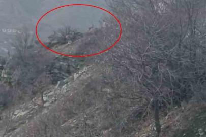 Diyarbakır’da nesli koruma altında bulunan dağ keçileri görüntülendi