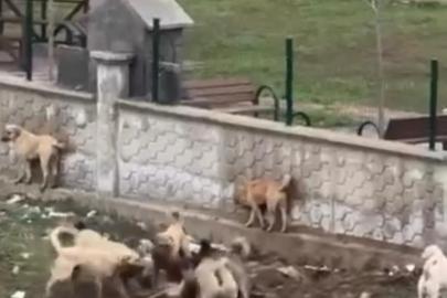 Diyarbakır’da sokak köpeklerinin bir köpeği parçalamaya çalıştığı anlar kamerada