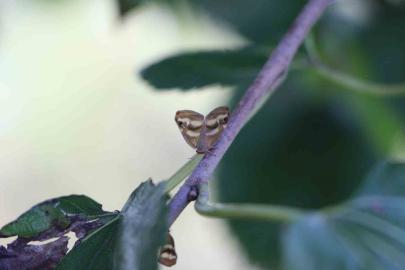 Doğu Karadeniz’de üçlü istilacı tür tarımı tehdit ediyor
