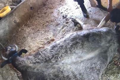 Doğum yapmakta zorlanan ineği sezaryen yapan S.T.’den açıklama: Çağırdılar insanlık namına yardımcı oldum