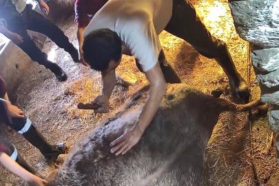 Doğum yapmakta zorlandığı için ekmek bıçağı ile ameliyat edilip sezaryen yapılan inek telef oldu