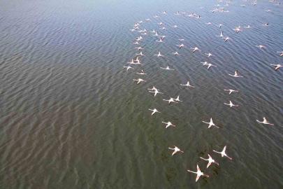 Eber Gölü’ndeki flamingolar görsel şölen sundu
