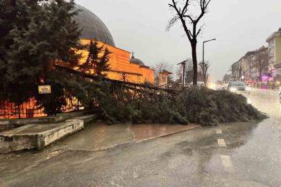 Edirne’de fırtına ağaçları devirdi