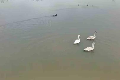 Efteni Gölü kuğuları misafir etti