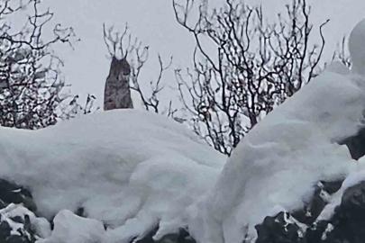 Elazığ’da koruma altındaki vaşak görüntülendi