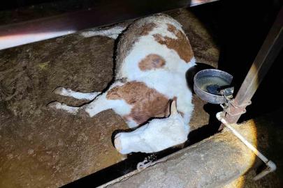 Elektrik kaçağı 8 büyükbaş hayvanı telef etti