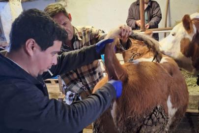 Emet’te şap sero-surveyans çalışmaları