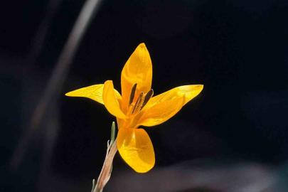 Endemik çiçekler Çameli’nde baharı müjdeliyor