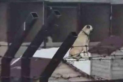 Erzincan’daki deprem öncesi Sivas’taki Kangal köpekleri tepki verdi