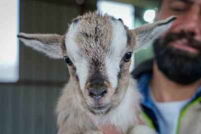 Evcil hayvanlara yeni alternatif: Kedi köpeğin yerini ‘cüce keçi’ alabilir