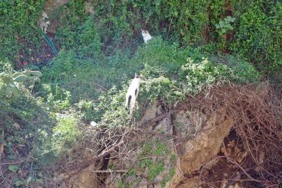 Falezlerde mahsur kaldığı sanılan kedilerin keyfi ‘ihbarla’ son buldu