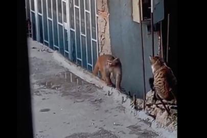Fikirtepe’de bulundurulması yasaklı maymun türü yakalandı
