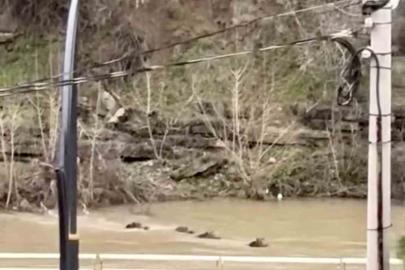 Filyos Çayı’nı yüzerek geçen yaban domuzları kamerada