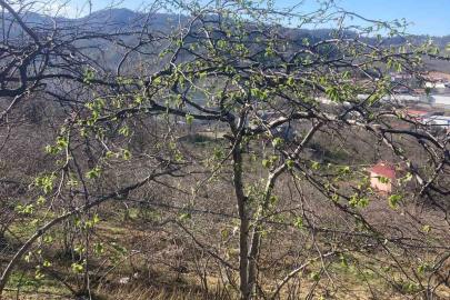 Fındık üreticilerine sigorta uyarısı