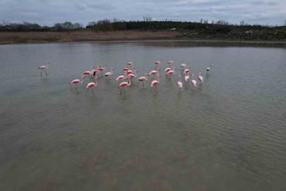 Flamingolar Büyükçekmece Gölü’nde görüntülendi