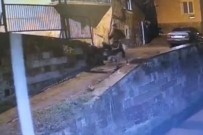 Forklifle gelmiş, eşekle kaçmış