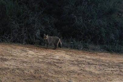 Ganos Dağları’nda yaban kedisi görüldü