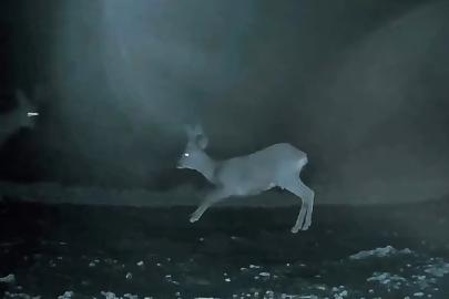 Ganos’ta doğanın neşesi karacalar görüntülendi