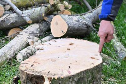 Gaziosmanpaşa’da teke böceği ile mücadele kapsamında yeşil dönüşüm