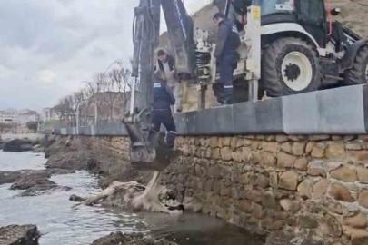 Gelibolu’da ölü inek sahile vurdu