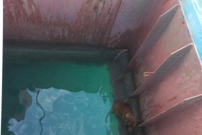 Gemiden denize düşen köpeği itfaiye kurtardı