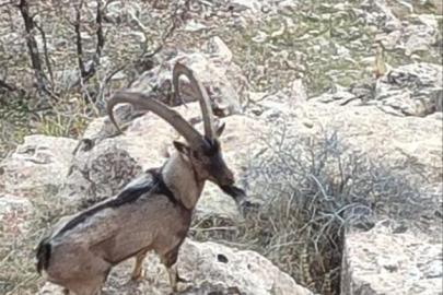 Gercüş kırsalında dağ keçisi görüntülendi