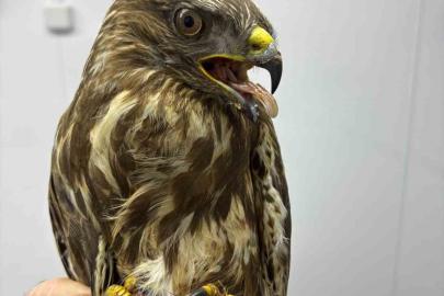 Göç yolunda yorgun düşen hayvanların yardımına köylüler yetişiyor