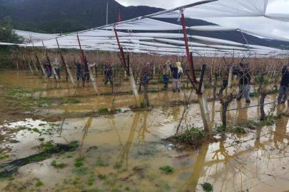 Göle dönen bağlarda budama mücadelesi