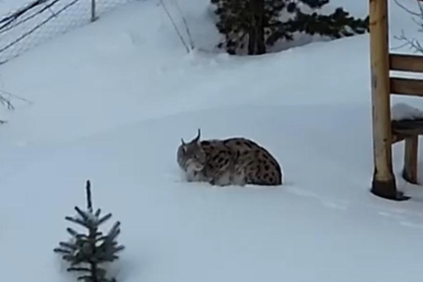 Gümüşhane’de bir evin bahçesinde vaşak görüntülendi