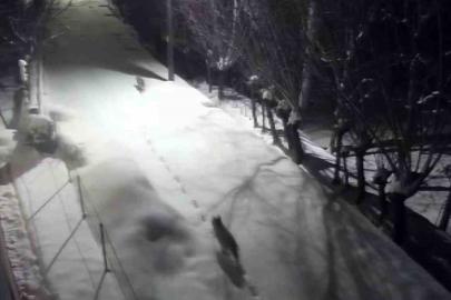 Gürün’de kurtlar mahalleye indi