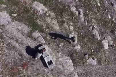 Habur’da ele geçirilen 38 kınalı keklik doğaya salındı