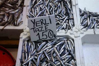 Hamsi bu defa şaşırttı: Tezgahlar yeniden şenlendi