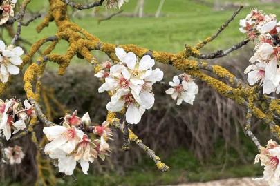 Hayrabolu’da badem ağaçları erken çiçek açtı