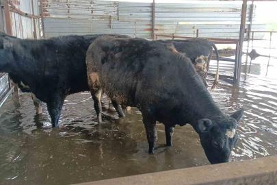 Hayvan damları sular altında kaldı, hayvanlar tahliye ediliyor