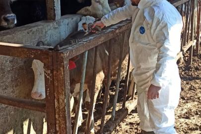 Hayvan sağlığı güvence altına alınıyor