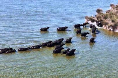 Hayvancılıkta Samsun farkı: 19 bin 495 manda ile ilk sırada