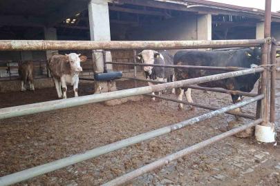 Hisarcık’ta şap karantinası kaldırıldı