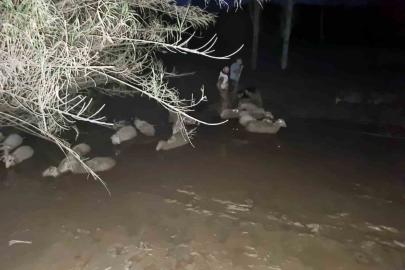 İtfaiyeden koyun kurtarma operasyonu