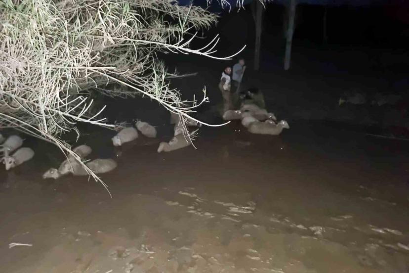 İtfaiyeden koyun kurtarma operasyonu